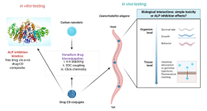 Graphic describing in vitro and in vivo testing